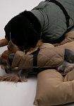 Dog vest, pattern №987, photo 9
