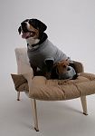 Dog sweater, pattern №988, photo 6