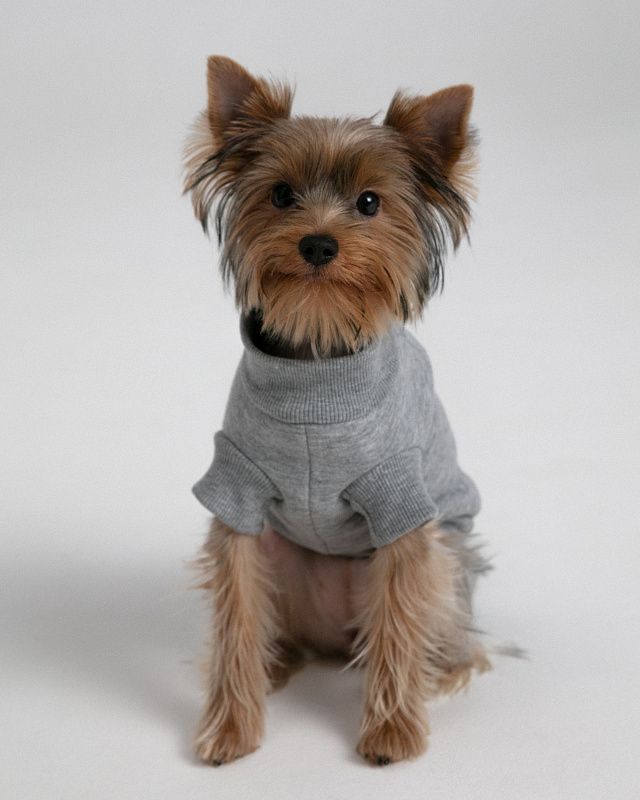 Dog sweater, pattern №988