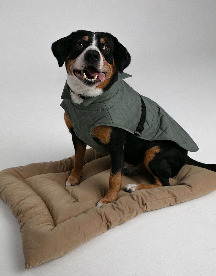 Dog vest, pattern №987
