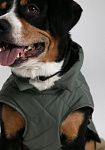 Dog vest, pattern №987, photo 6