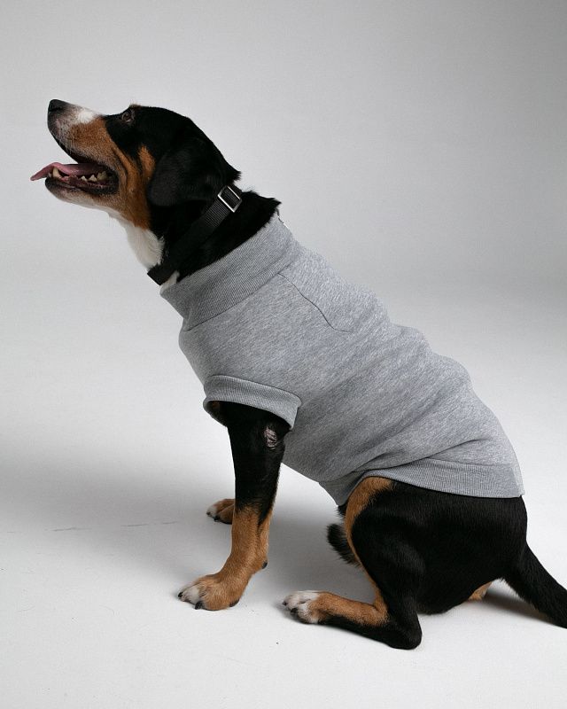 Dog sweater, pattern №988