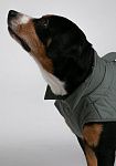 Dog vest, pattern №987, photo 7