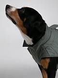 Dog vest, pattern №987