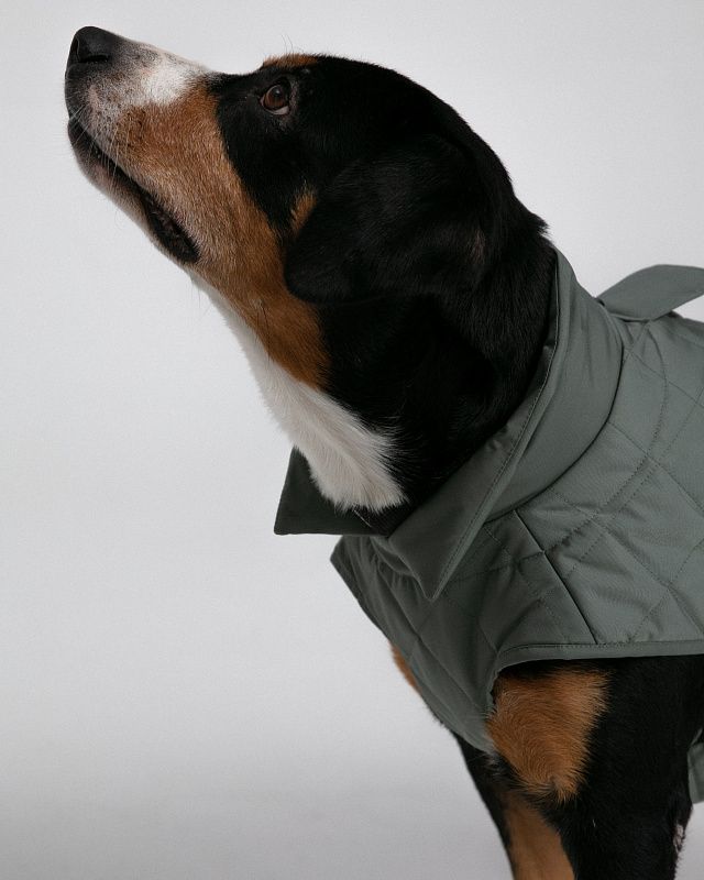 Dog vest, pattern №987